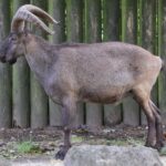 Daghestanischer_Tur_Ostkaukasischer_Steinbock_Capra_cylindricornis_Zoo_Augsburg-10_(cropped)