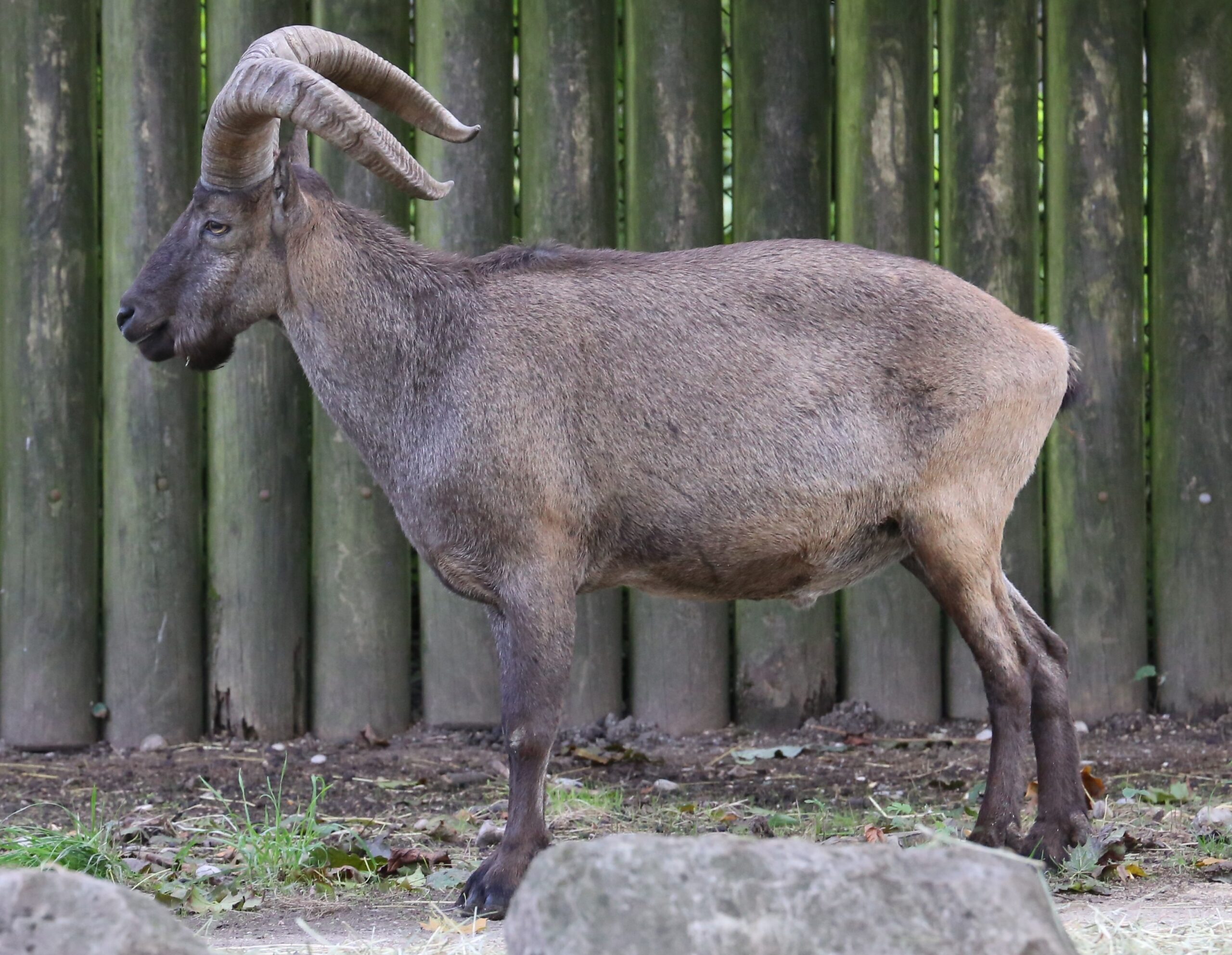 Kozorožec dagestánský