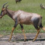 Damaliscus_lunatus_in_Masai_Mara,_February_2007