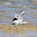 Damara_Tern,_Cape_Recife,_Eastern_Cape,_South_Africa_2
