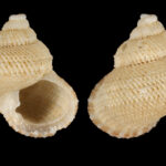 Danilia_boucheti_(MNHN-IM-2000-24648)