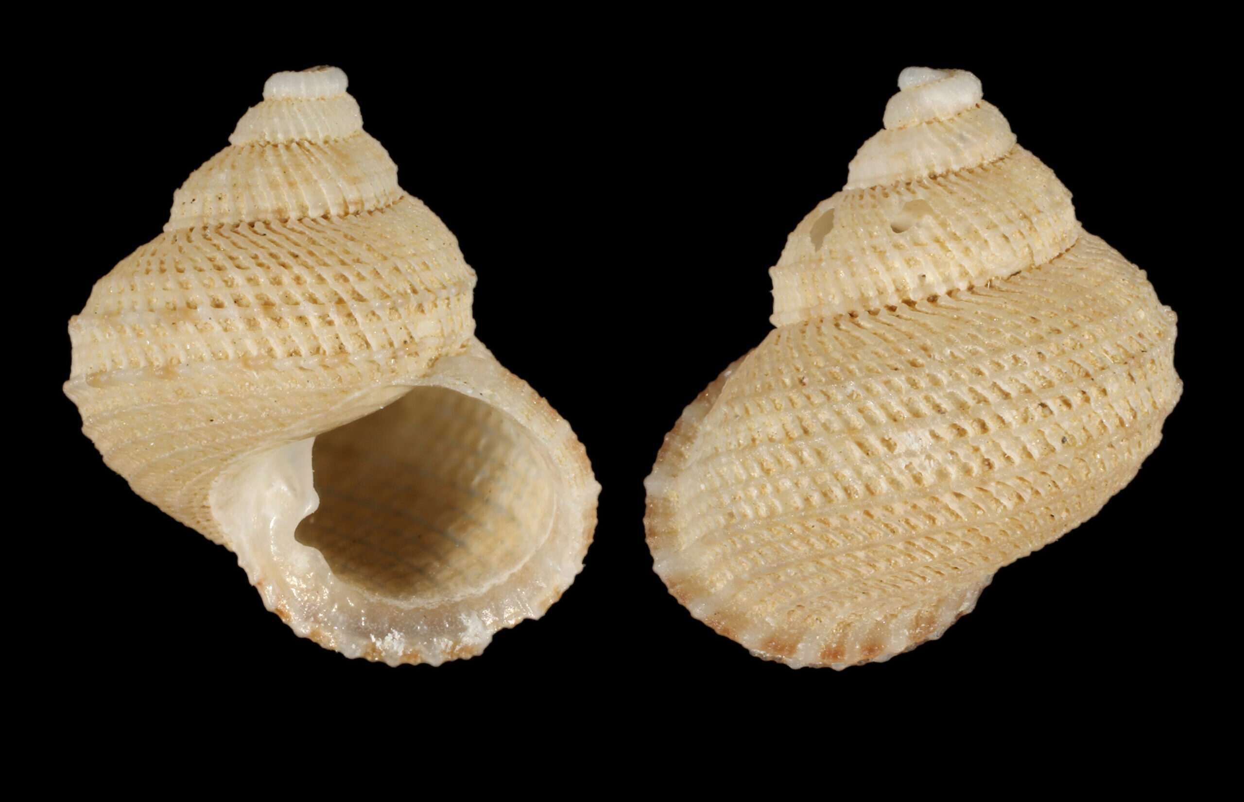 Danilia insperata
