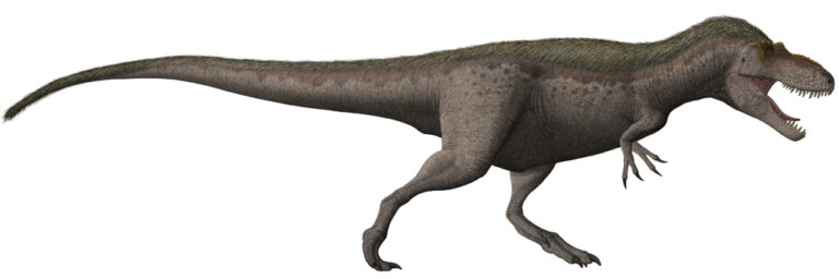 Daspletosaurus_torosus_steveoc_flipped