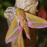 Deilephila_elpenor_04