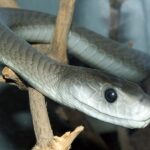 Dendroaspis_polylepis_(14)