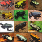 Dendrobates-galactonotus-different-color-morphs-A-locality-unknown-confiscated