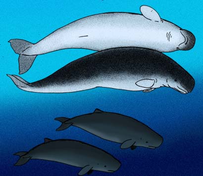 Denebola brachycephala