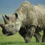 Diceros-bicornis_2_Staffan-Widstrand-1000×667