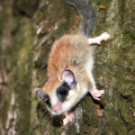 Dryomys-nitedula-(zag1-iljenko)