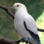 Ducula bicolor2
