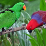 Eclectus_roratus-20030511