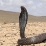 Egyptian_Cobra_Ouraeus