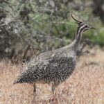Elegant_Crested_Tinamou_(Eudromia_elegans)_(15953728501)