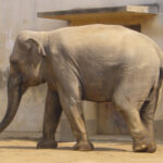 Elephas_maximus_bengalensis02_1920