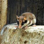 Eliomys_quercinus01