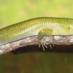 Emerald_Skink_-_dasia_smaragdina_(4339464590)