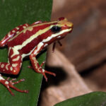 Epipedobates-tricolor-dreistreifen-baumsteiger