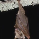 Epomophorus_wahlbergi1