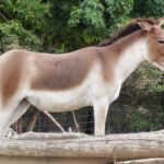 Equus_kiang_holdereri03