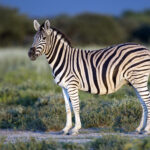 Equus_quagga_burchellii_-_Etosha,_2014