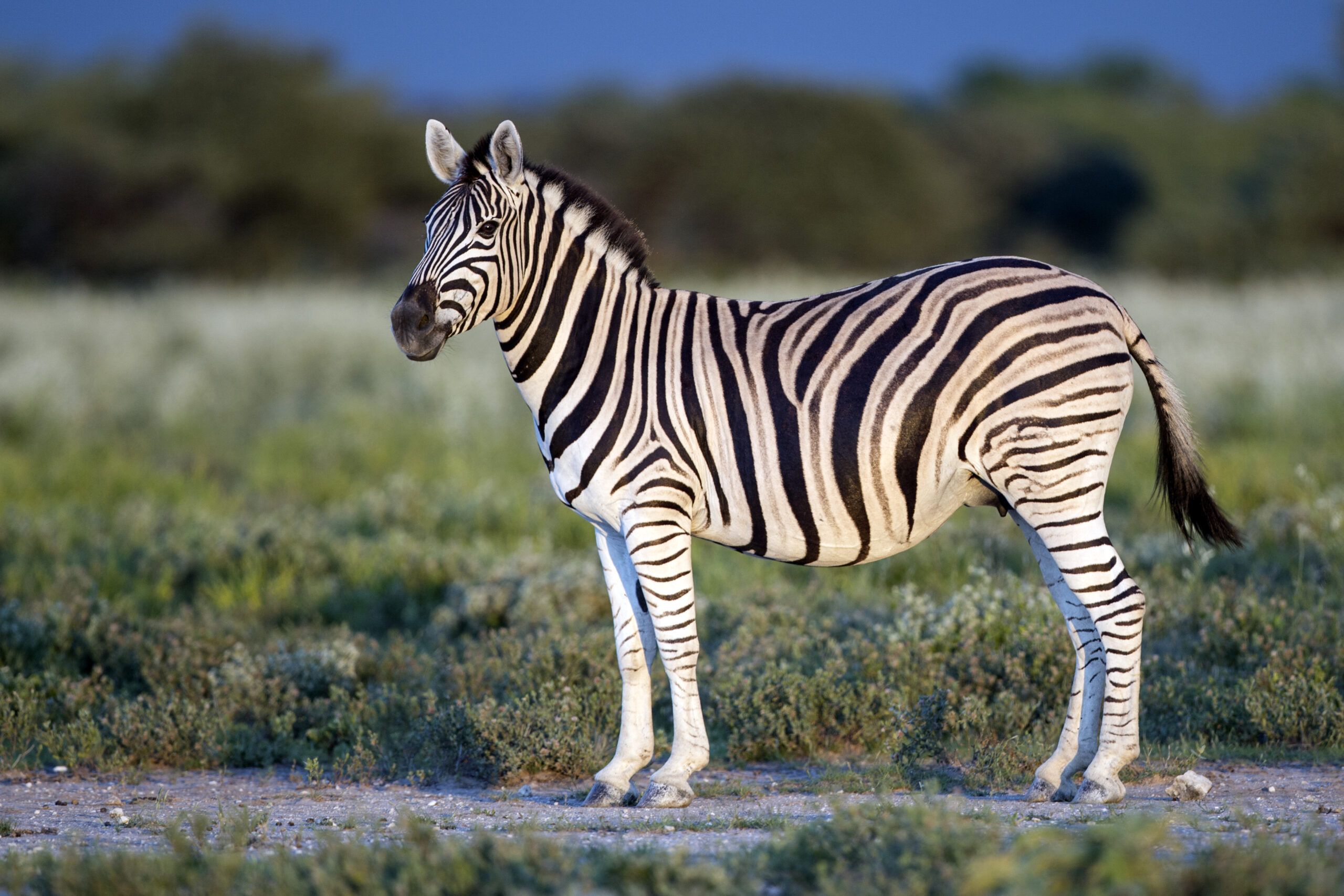 Zebra burchellova