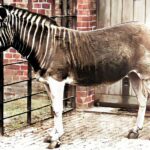 Equus_quagga_quagga,_coloured