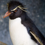 Eudyptes_chrysocome_-_rockhopper_pengiun_Zoo