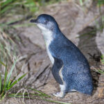 Eudyptula_minor_Bruny_1