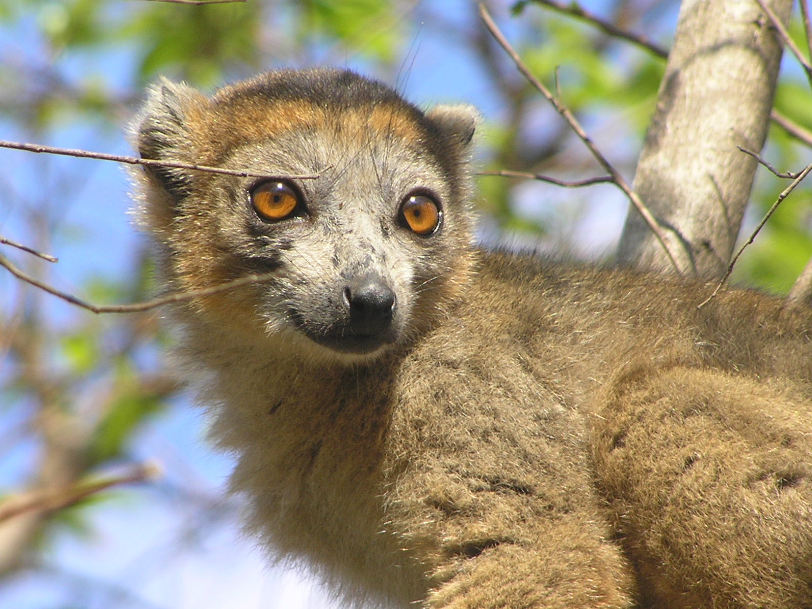 Lemur korunkatý