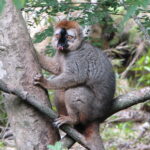 Eulemur_rufifrons,_Isalo_National_Park_2007-03-01
