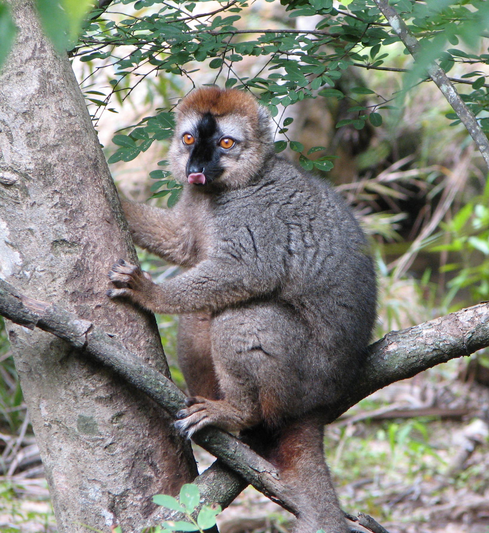 Lemur rudočelý
