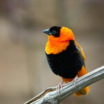 Euplectes_orix_5_Luc_Viatour