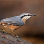 Eurasian_Nuthatch_(Sitta_europaea),_Parc_de_Woluwé,_Brussels_(30434538674)