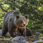 Eurasian_brown_bear_(Ursus_arctos_arctos)_female_1