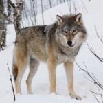 Eurasian_wolf_2
