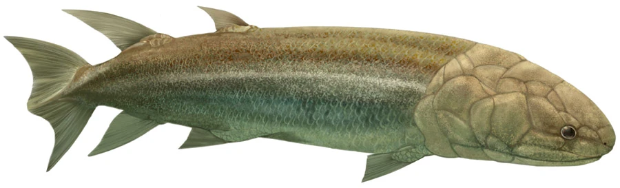 Eusthenopteron
