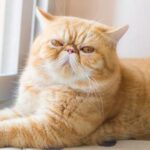 Exotic Shorthair.1