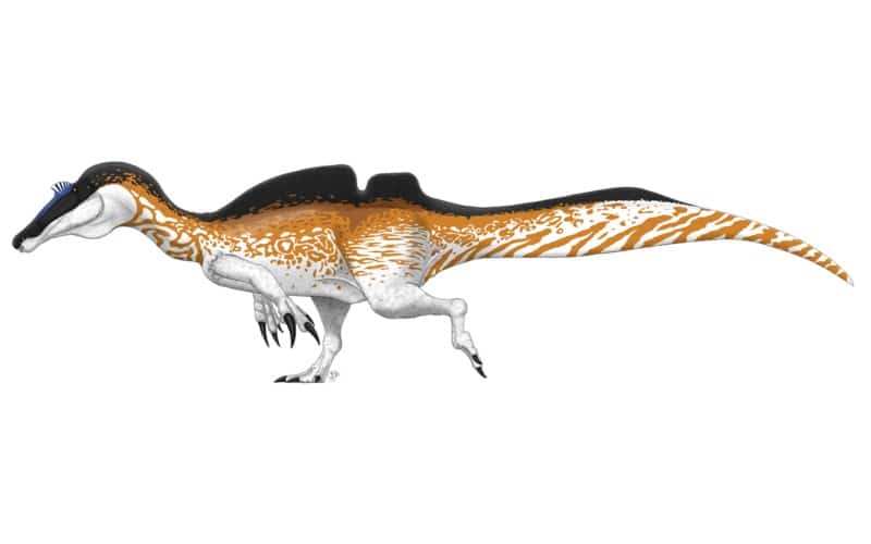 Ichthyovenator