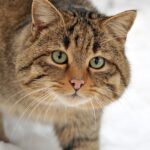 Felis_silvestris_silvestris