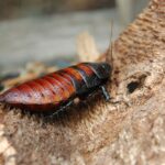 Female_Madagascar_hissing_cockroach