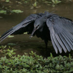 Flickr_-_Rainbirder_-_Black_Egret_(Egretta_ardesiaca)