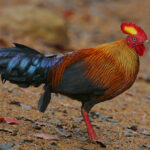 Flickr_-_Rainbirder_-_Ceylon_Junglefowl_(Gallus_lafayetii)_Male