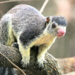 Flickr_-_Rainbirder_-_Giant_Squirrel_(Ratufa_macroura)
