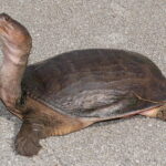 Floridasoftshellturtle-cropped