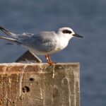 Forster’s_Tern