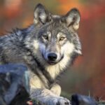 Front_view_of_a_resting_Canis_lupus_ssp