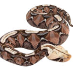 Gaboon-Viper
