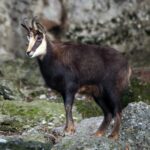 Gämse (Rupicapra rupicapra) im Zoo Salzburg