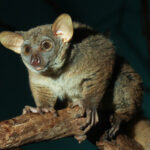 Garnett’s_Galago_(Greater_Bushbaby)
