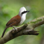 Garrulax_leucolophus_-_Kent_Ridge_Park